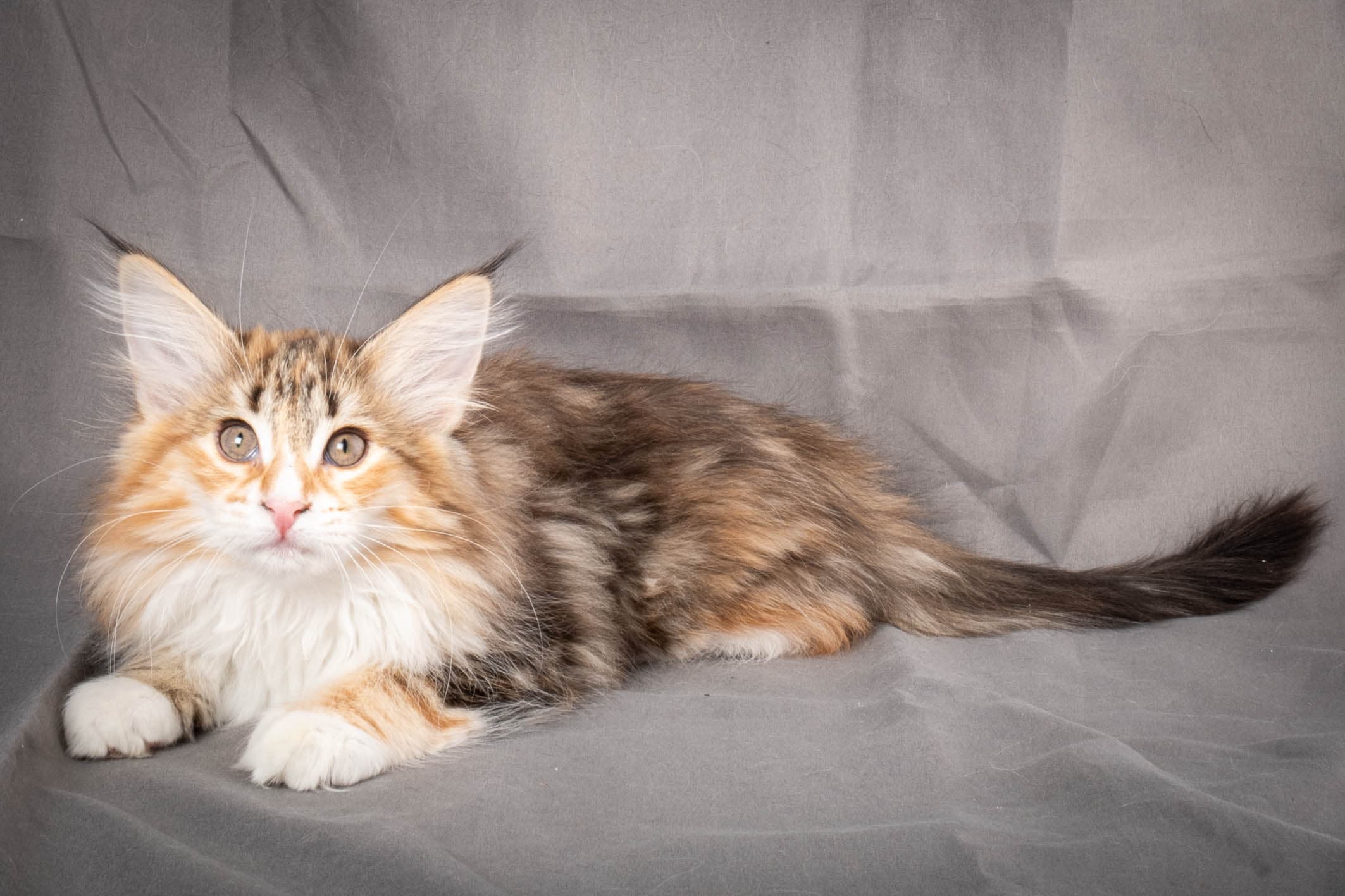 (N)Migoto's Alva, NFO f 09 22