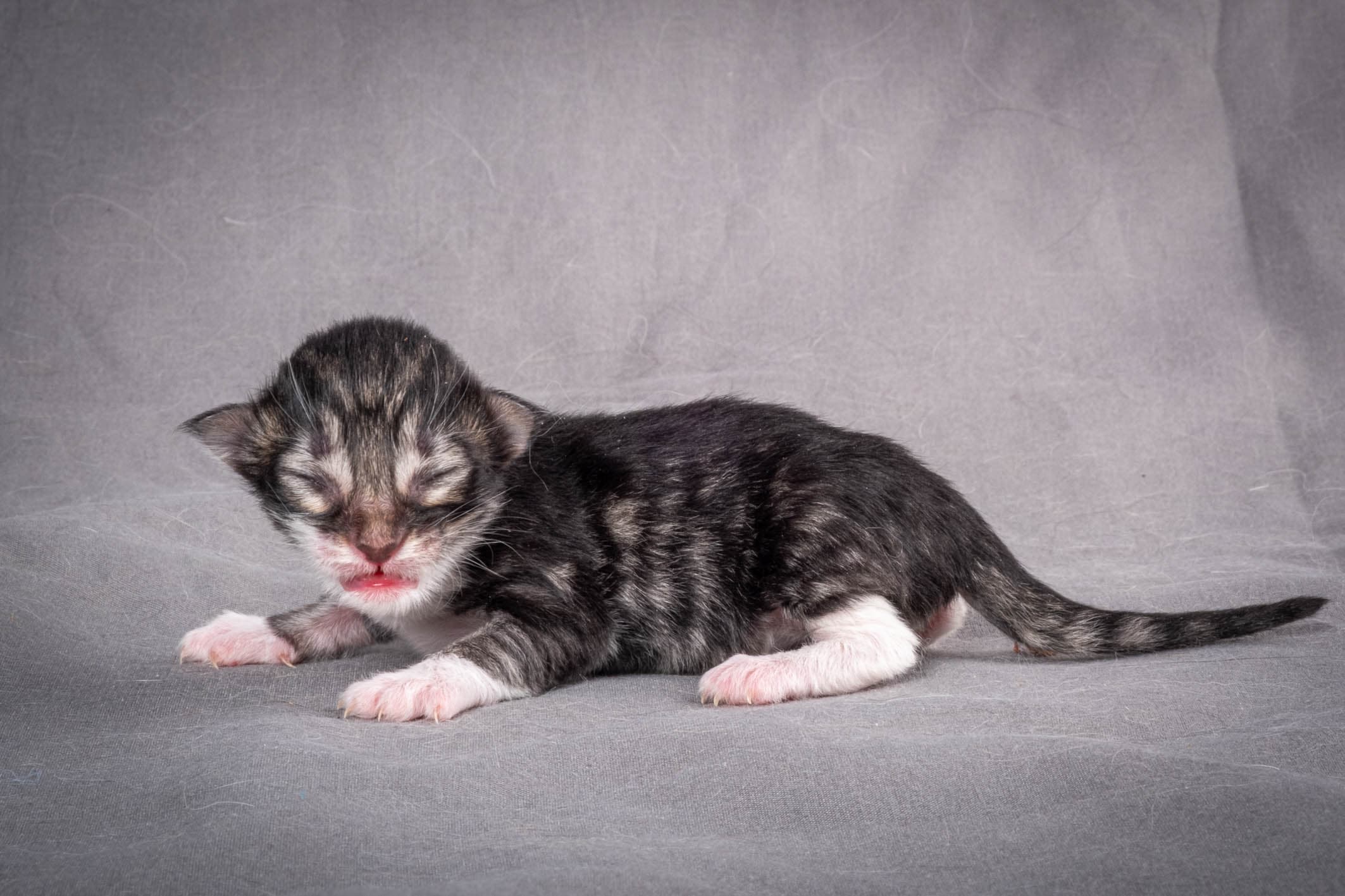 B5 Litter born May 2nd 2026 image