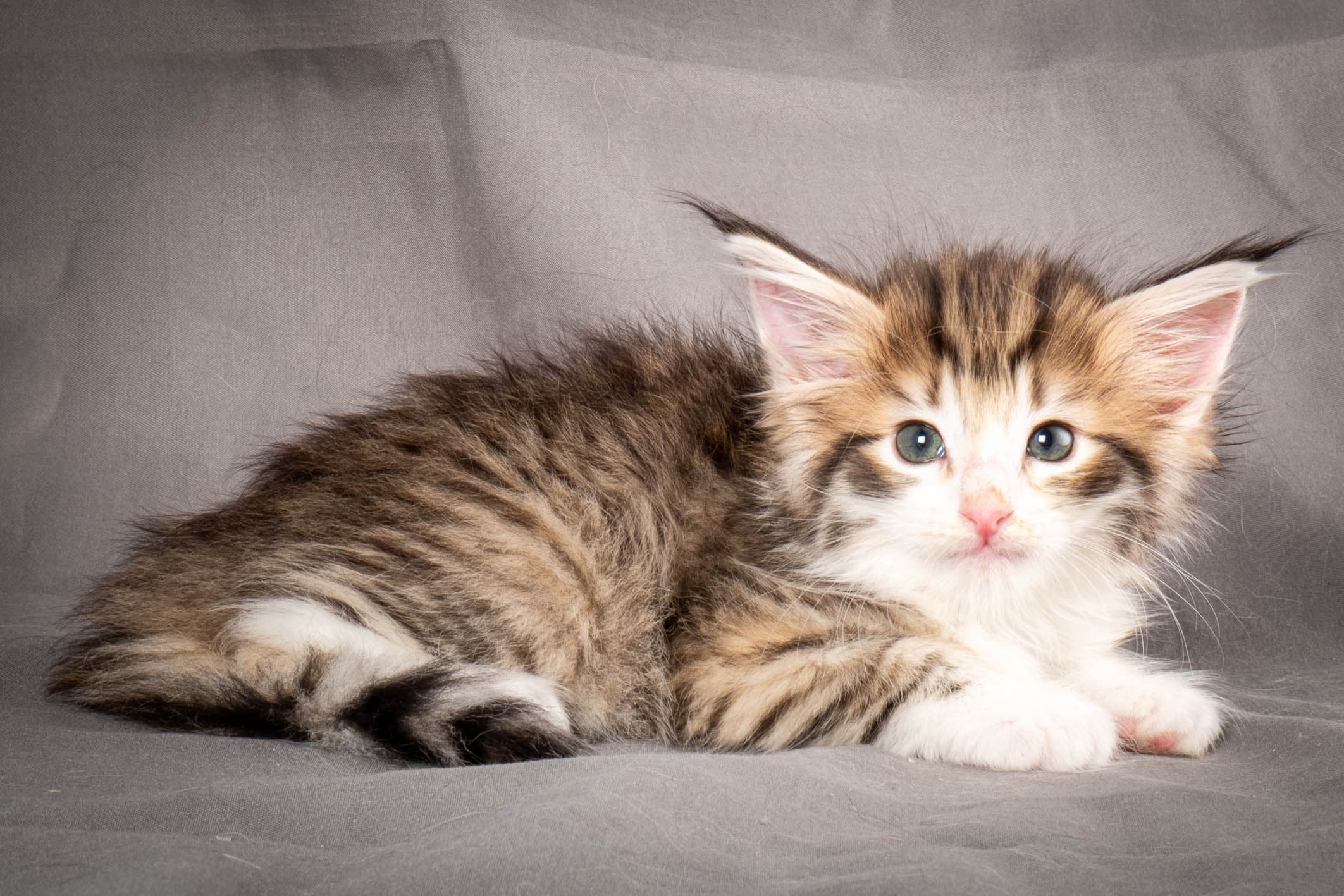 (N)Migoto's Carta, NFO nt 09 24