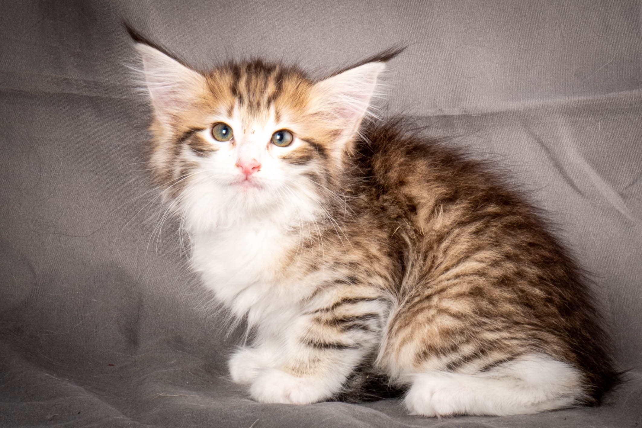 (N)Migoto's Carta, NFO nt 09 24