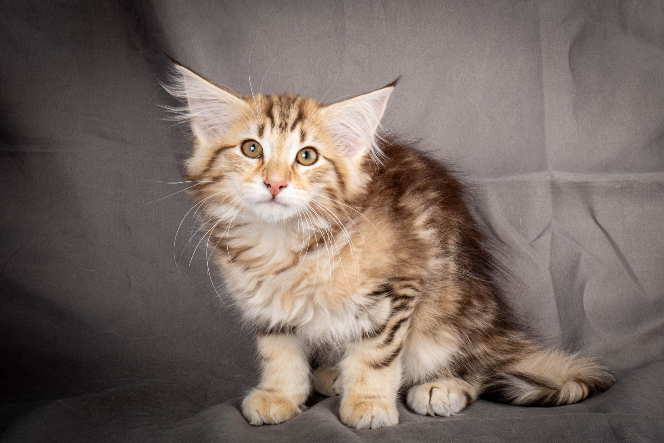 (N)Migoto's Christer, NFO nt 09 22