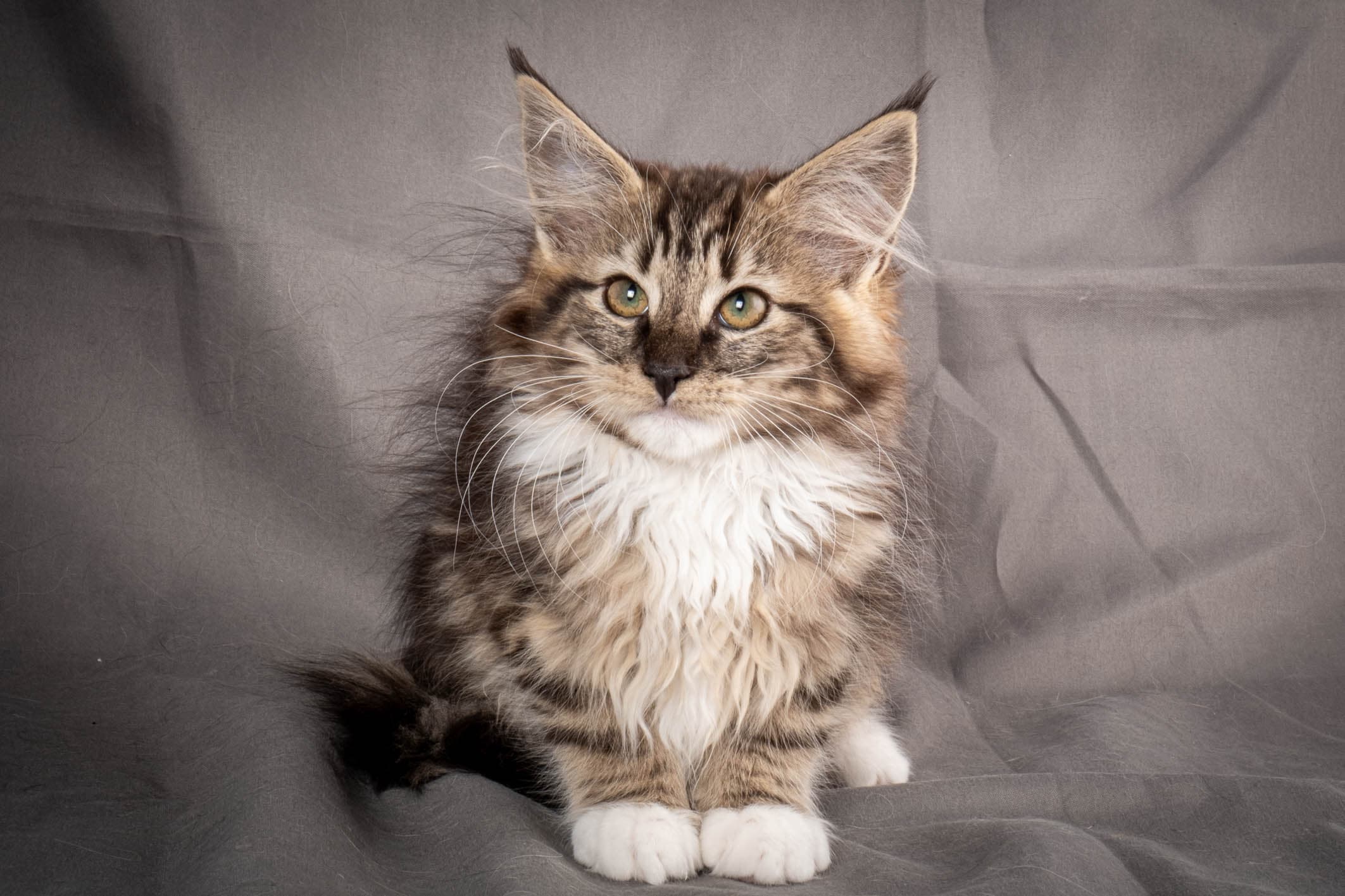 (N)Migoto's Carmen, Nt 09