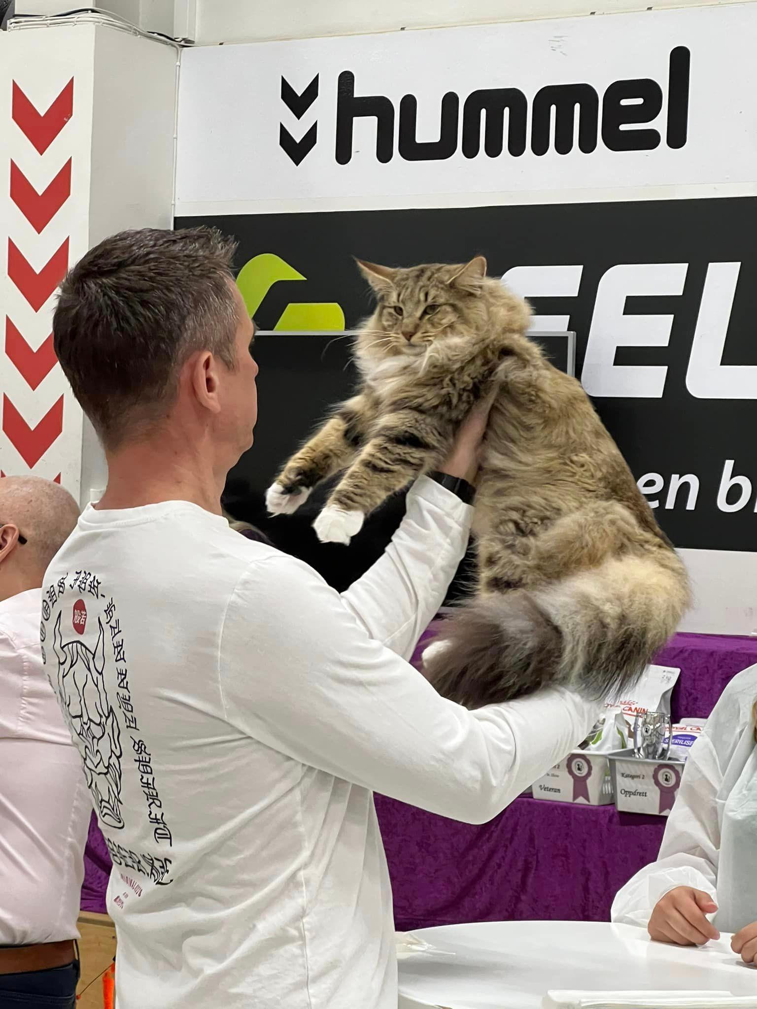 Mr. Navigator av Verden BIS both days at Hålka catshow 15-16 June 2024 image