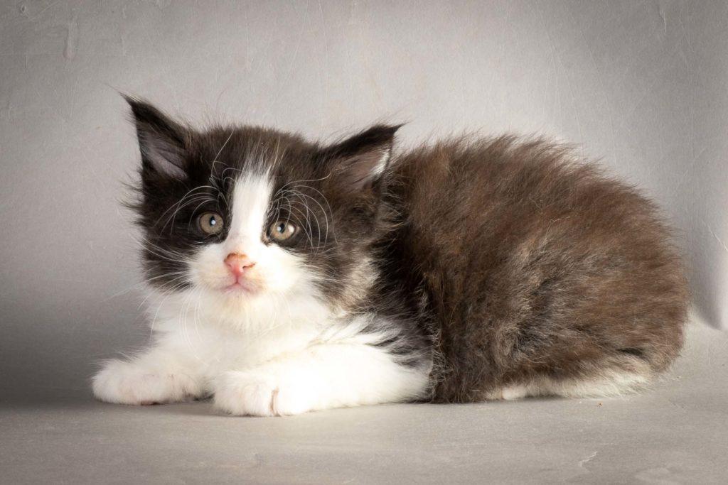 (N)Migoto's Lakris Special, NFO n 09