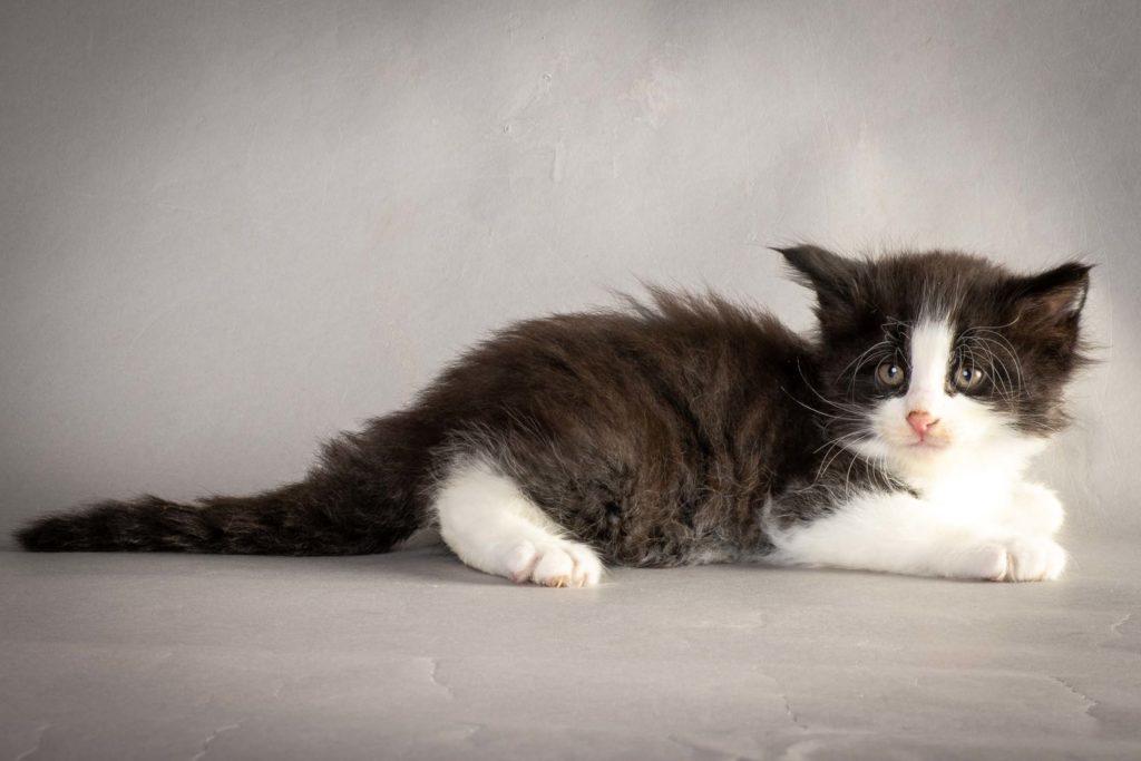 (N)Migoto's Lakris Special, NFO n 09