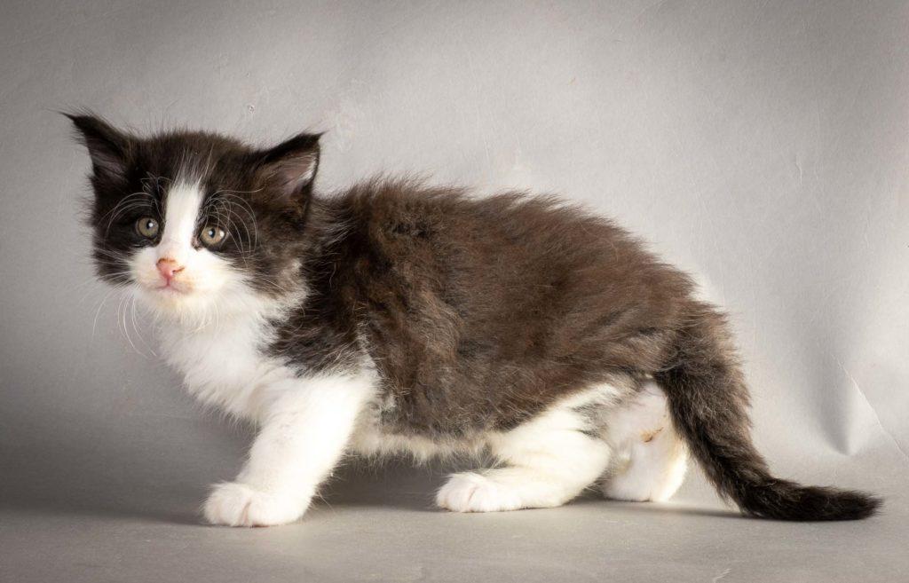 (N)Migoto's Lakris Special, NFO n 09