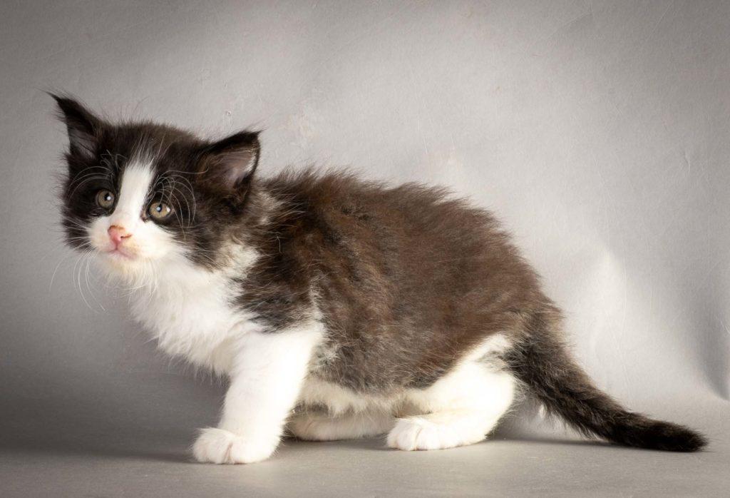 (N)Migoto's Lakris Special, NFO n 09