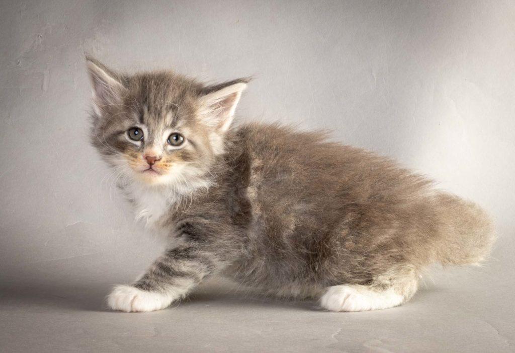 (N)Migoto's Liam Lillegrå, NFO a 09 22