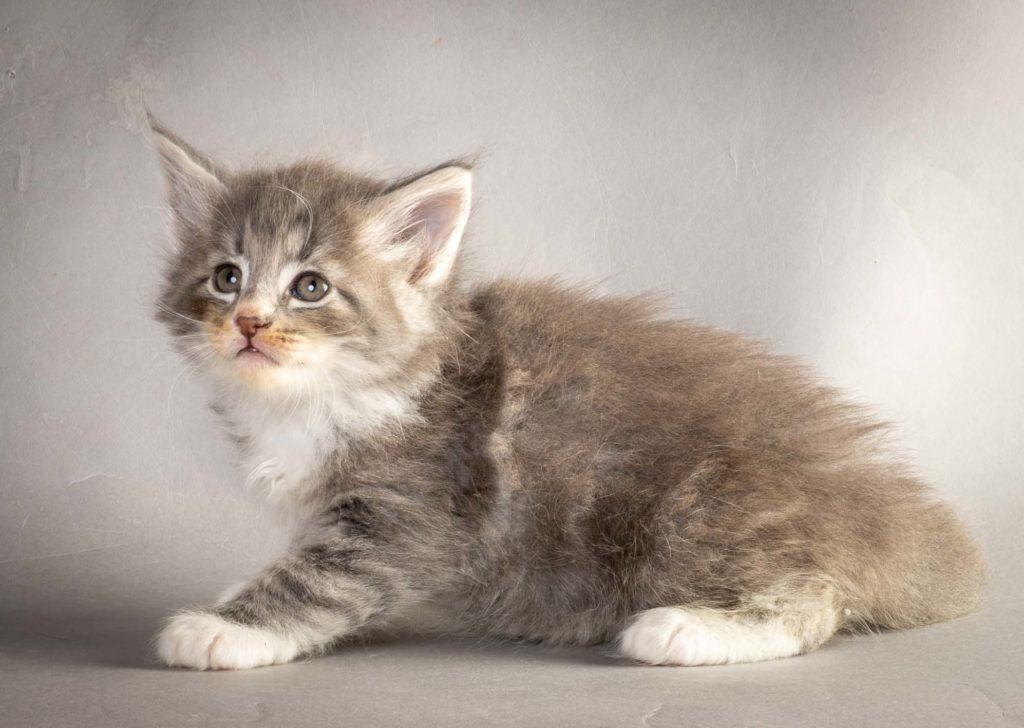 (N)Migoto's Liam Lillegrå, NFO a 09 22