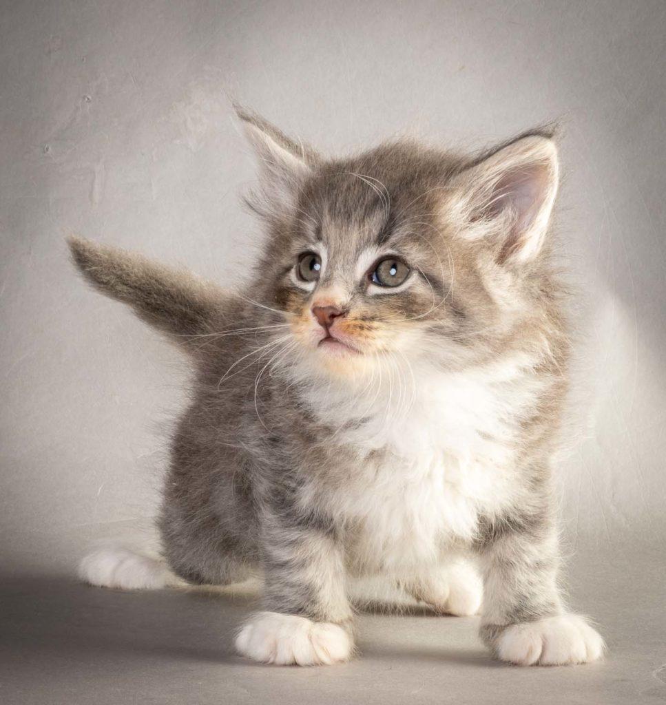 (N)Migoto's Liam Lillegrå, NFO a 09 22