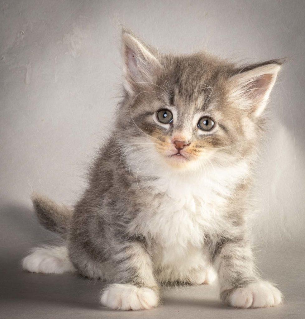 (N)Migoto's Liam Lillegrå, NFO a 09 22