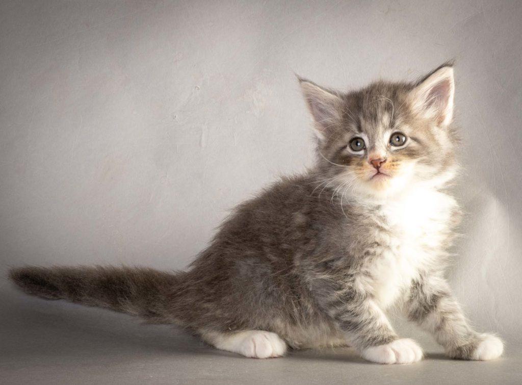 (N)Migoto's Liam Lillegrå, NFO a 09 22