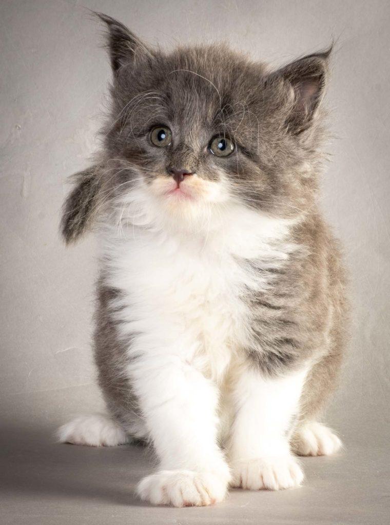 (N)Migoto's Lukas, NFO a 09