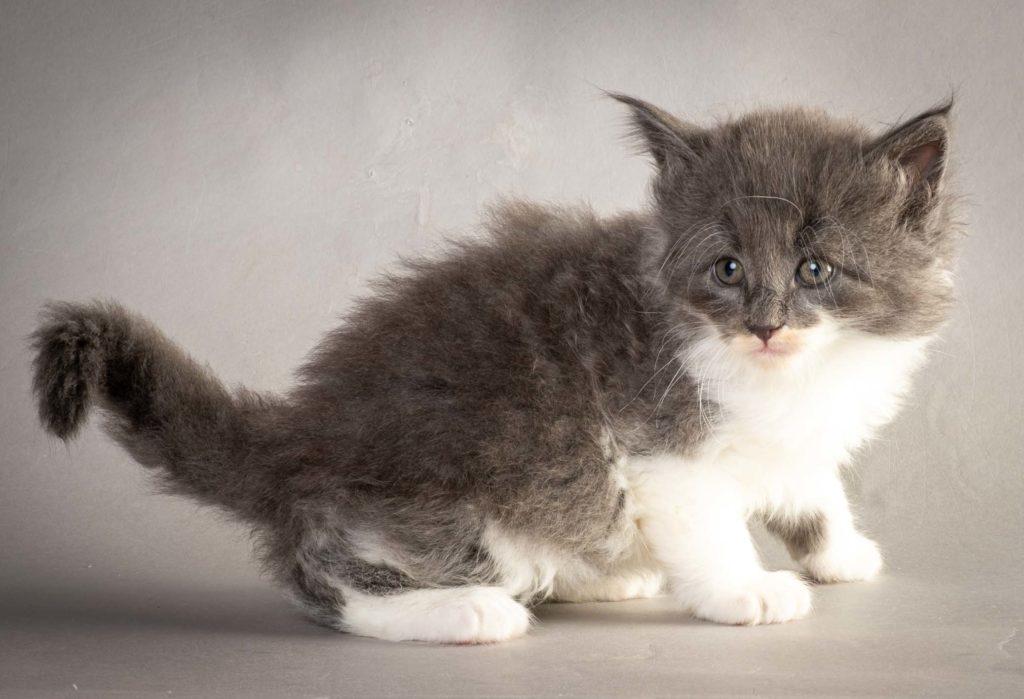 (N)Migoto's Lukas, NFO a 09