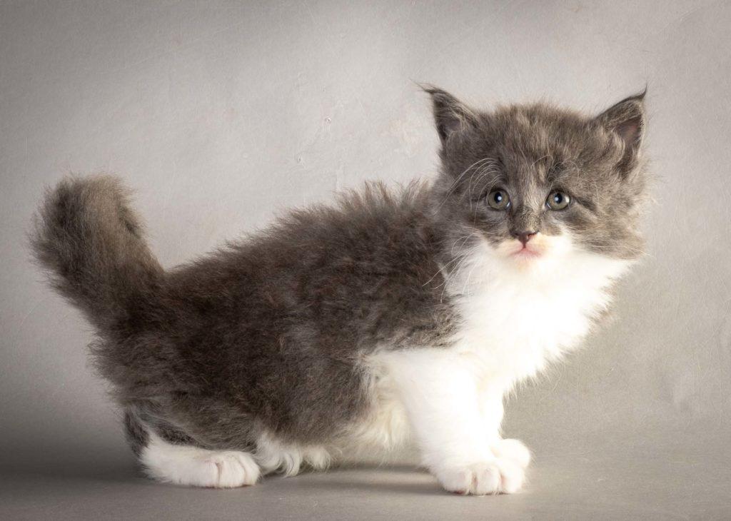 (N)Migoto's Lukas, NFO a 09