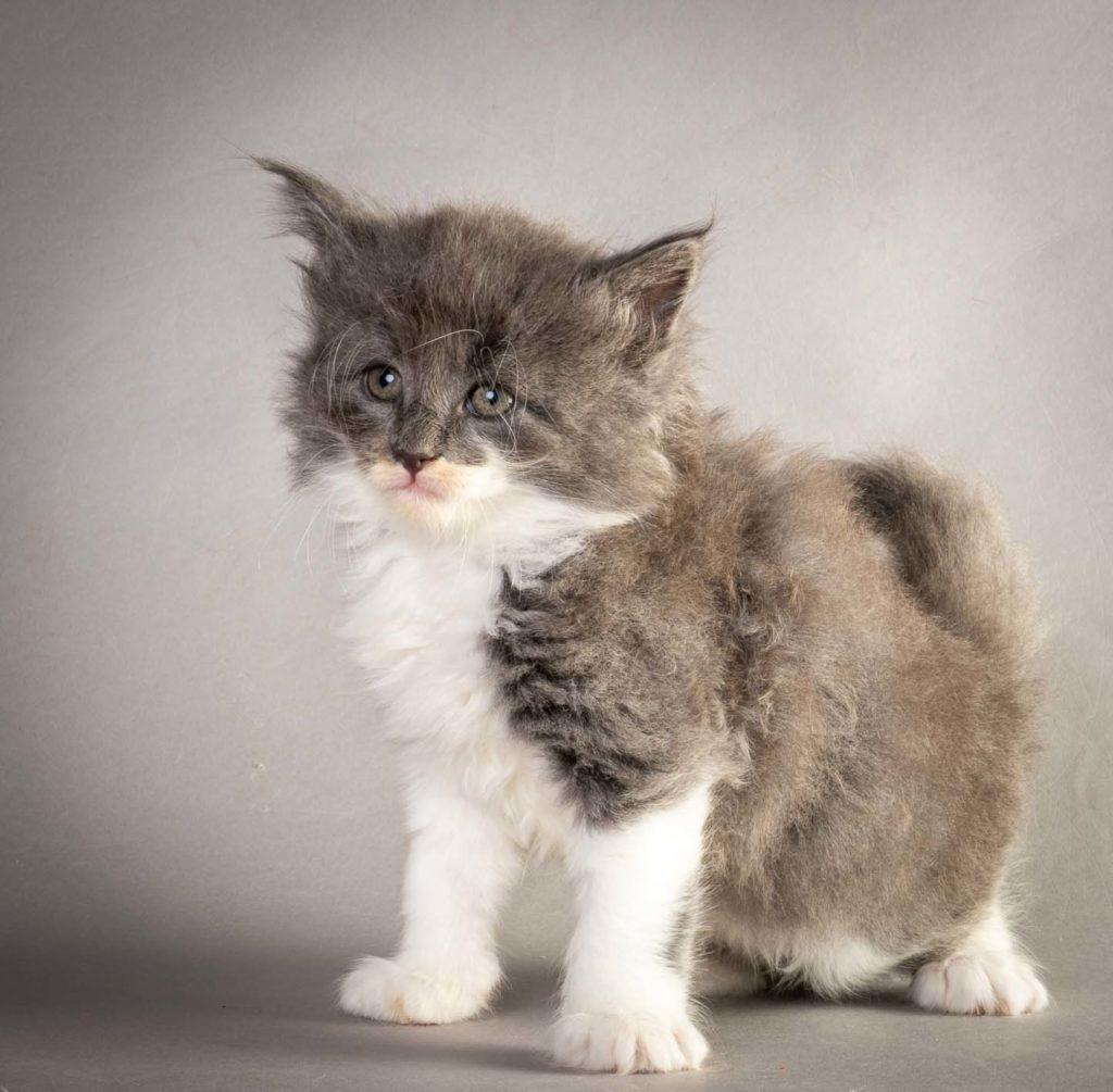 (N)Migoto's Lukas, NFO a 09