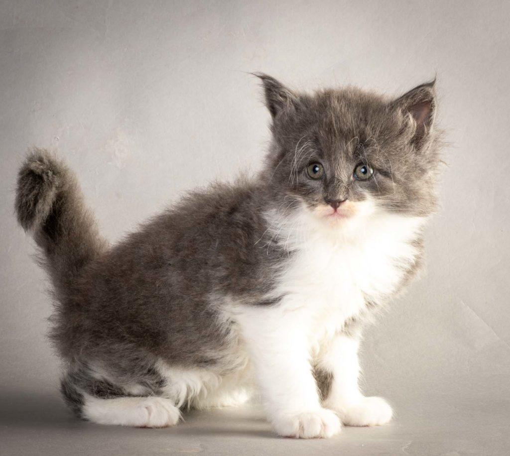 (N)Migoto's Lukas, NFO a 09