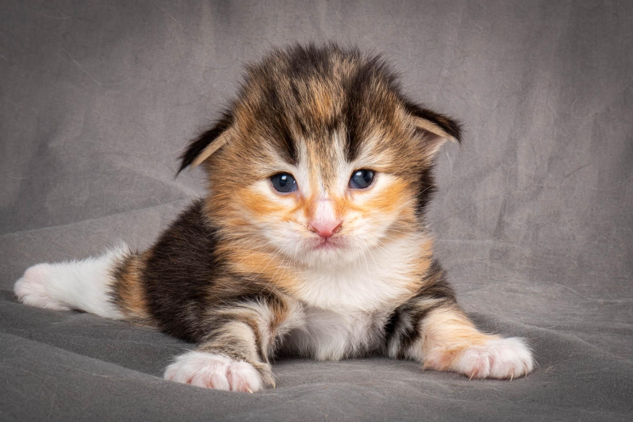 Sunset in the mountains